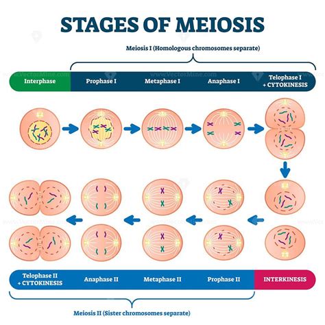 Stages of meiosis vector illustration in 2022 | Meiosis, Vector ...