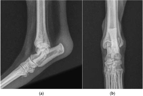 Animals | Free Full-Text | Surgical Repair of Luxation of the Superficial Digital Flexor Tendon ...