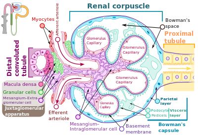 Glomerulus (rinichi) - Wikipedia