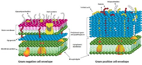 What is Cell envelope? Its Components and Classification