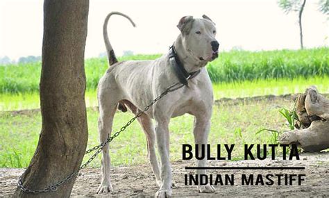 Bully Kutta (Indian Mastiff) Dog Breed Information, Facts ...