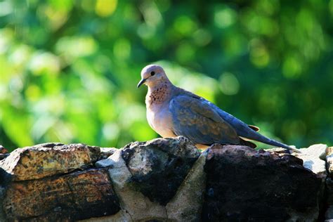 Laughing Dove On A Wall Free Stock Photo - Public Domain Pictures
