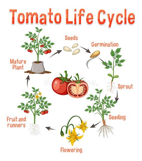 Life Cycle of a Tomato Plant Diagram Stock Vector - Illustration of ...