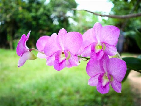 Bouquet of Blooming Pink Orchid Plant is Climbing on the Tree Stock ...