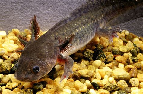 Eastern Tiger Salamander Larvae