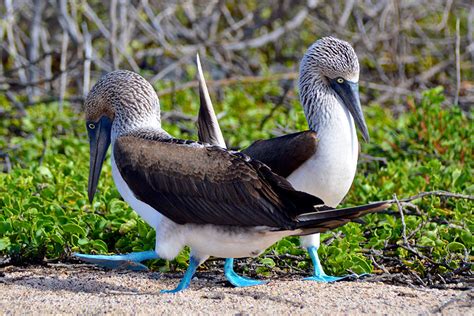 What are Galapagos' most iconic species? Top 15 species you can't miss!