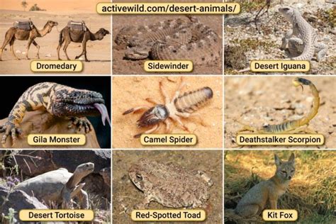 What Desert Animals Has Black Rings Around Its Eyes - Donald Marome