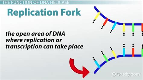 DNA Helicase | Overview, Definition & Function - Lesson | Study.com