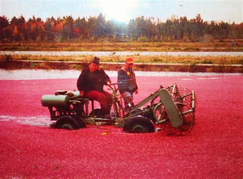 Birch Lodge Blog: The Centennial Cranberry Farm