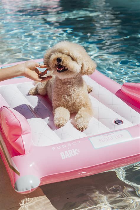 Pet Furniture That Adds Style to Your Home | Dog pool floats, Dog pool, Pet furniture