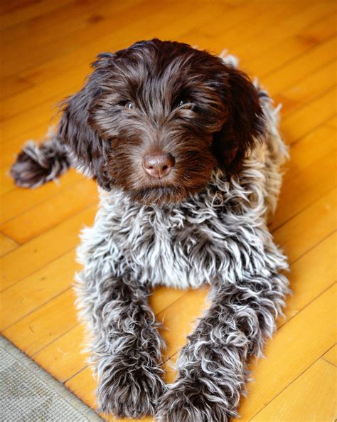 Bowie at 12 weeks. Wirehaired pointing griffon. Korthals griffon. | Griffon dog, Dog names, Big ...