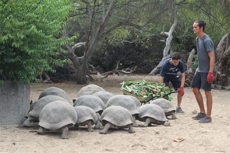 Giant Tortoise Conservation Volunteer, Galapagos | WorkingAbroad