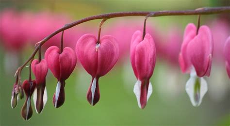 Bleeding Heart Flower – Meaning, Symbolism and Colors