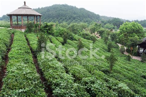 China's Tea Garden Stock Photo | Royalty-Free | FreeImages