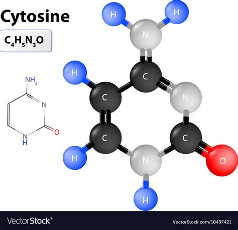 Cytosine molecule Royalty Free Vector Image - VectorStock