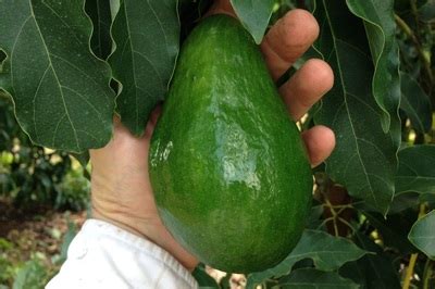 Holiday Avocado Growing in South Florida - My avocado trees