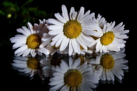 Daisy White Flower Black Background Stock Photo - Image of mirror, closeup: 95432346