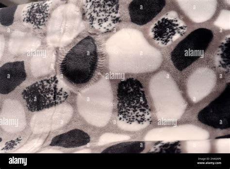 Carpet patterns Texture close up shot Stock Photo - Alamy