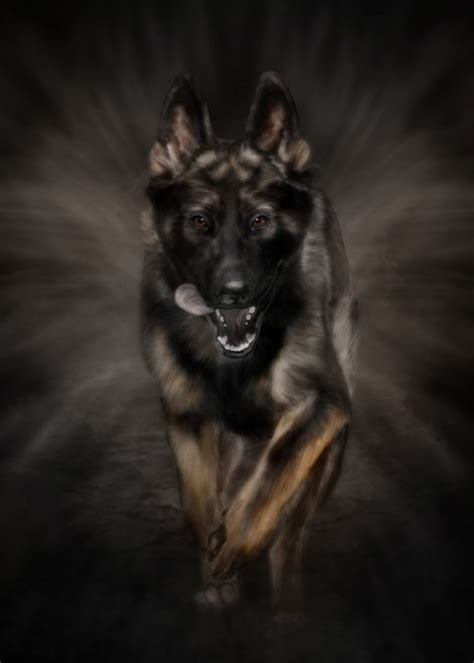 a german shepherd dog running in the dark