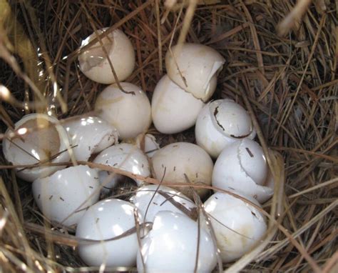 When Do Wild Bobwhite Quail Hatch? - Science of Project Upland