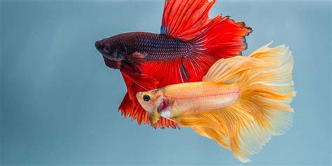 How to Choose Betta Fish Tank Mates | BeChewy