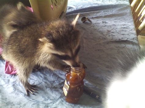 feeding baby raccoons | Baby raccoon, Baby feeding, Raccoon