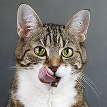 Do Prescription Cat Food Diets Really Work? - Catster