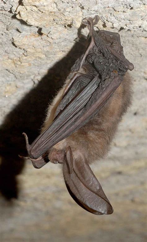 Free picture: virginia, big, eared, bat, corynorhinus, townsendii