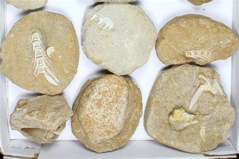 Flat: Cretaceous Marine Vertebrate Fossils - 14 Pieces (#96114) For Sale - FossilEra.com