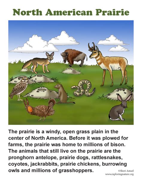 Prairie Habitat Posters