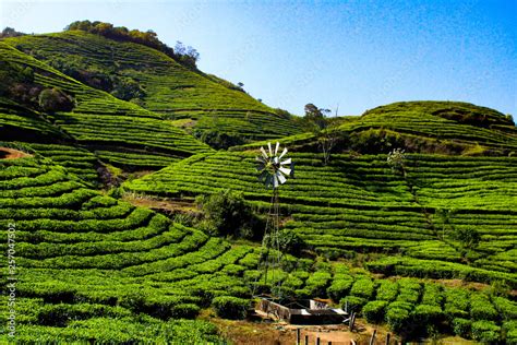 Tea Plantations in Kerala Stock Photo | Adobe Stock