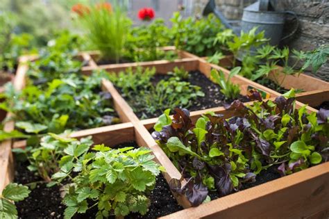 Planning A Kitchen Garden? Here’s A Primer For You