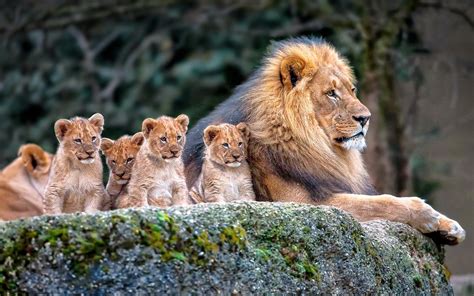 lion, Nature, Animals, Baby Animals Wallpapers HD / Desktop and Mobile Backgrounds