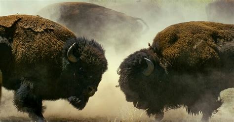 The Yellowstone Bison Population Is In Serious Danger - Daily Freedom Chronicles