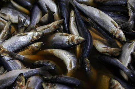 Fermented Fish Products - FoodWrite