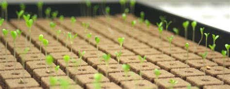 lettuce seeds just after germination! | Lettuce seeds, Hydroponics ...