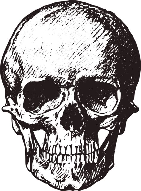 Vintage Skull Png, Transparent Png - kindpng | Halloween images, Vintage halloween images, Skull