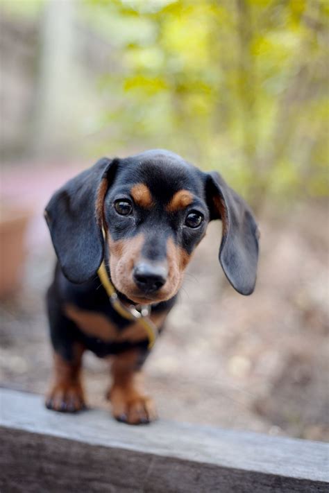 My girl! Lyla the black and tan mini miniature dachshund, sausage dog puppy at play | Dog names ...