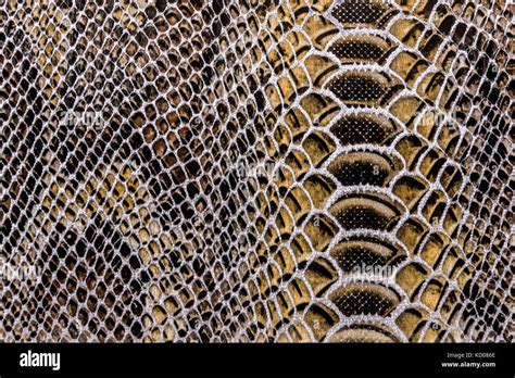 Snakeskin pattern hi-res stock photography and images - Alamy