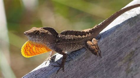 Brown Anole | The Animal Facts | Appearance, Diet, Habitat, Behavior