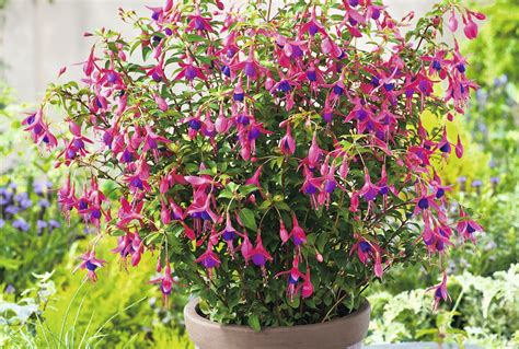 3 of the best perennials for containers