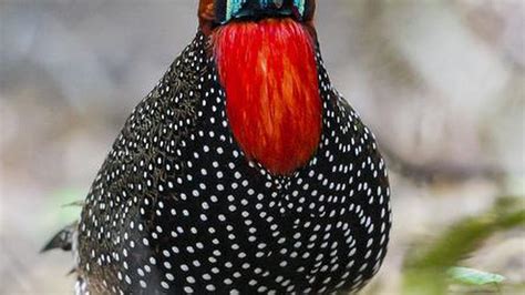 Searching for the elusive western tragopan in the Great Himalayan ...