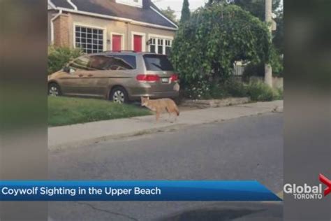 Coywolf: A new hybrid animal spotted in Toronto’s Upper Beach ...