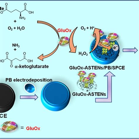 Scheme 1. Schematic representation of the bi-enzyme-based Asp... | Download Scientific Diagram