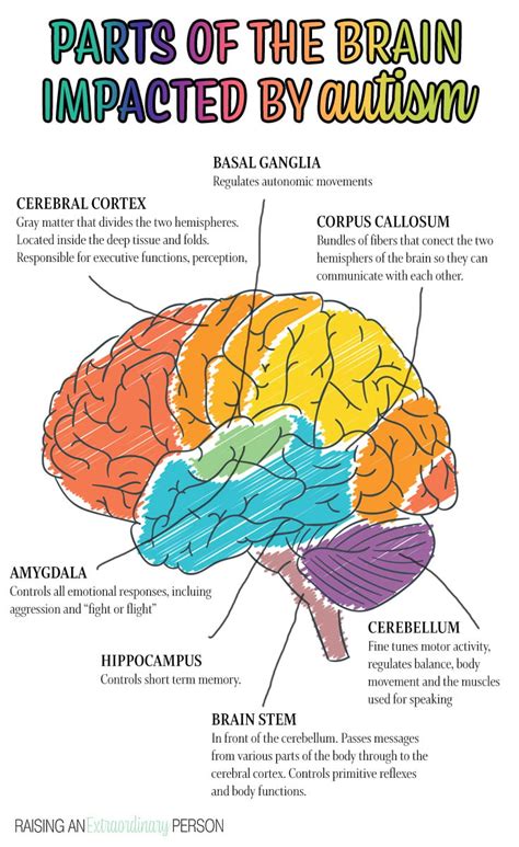 Autism And Brain Development