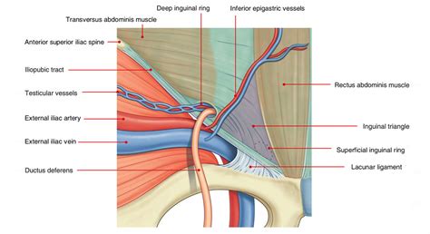 Inguinal Canal Boundaries