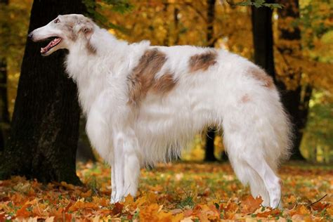 Borzoi: Dog Breed Characteristics & Care