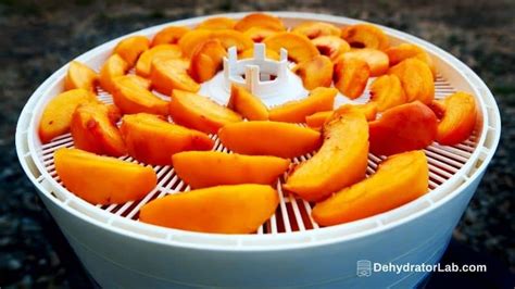 10 Useful Tips How To Use A Food Dehydrator at Home