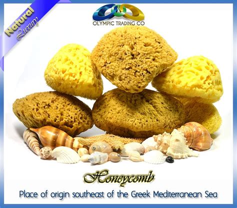 natural sea sponge