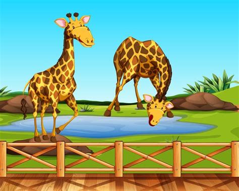 Two giraffes in a zoo 304306 Vector Art at Vecteezy